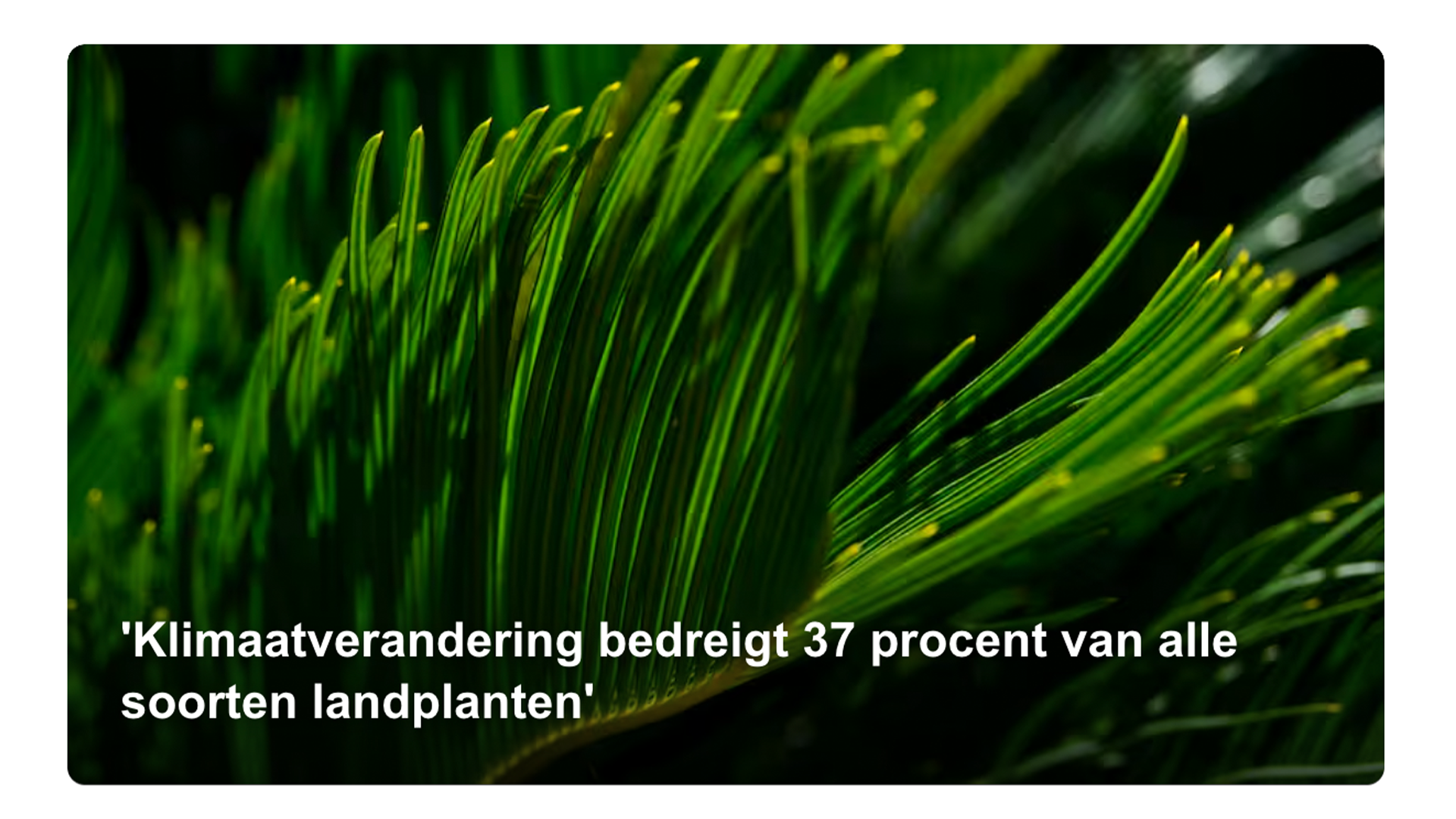 Dit nieuwsbericht van nu.nl op 28 november 2019 is één van de vele voorbeelden van alarmistische berichtgeving